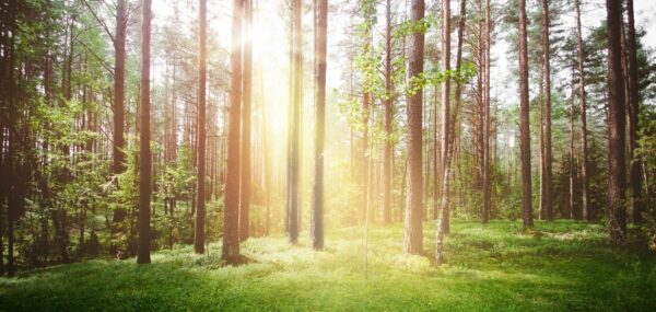 Fototapeta Słońce w Lesie