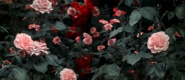 Fototapeta Kwitnące Róże