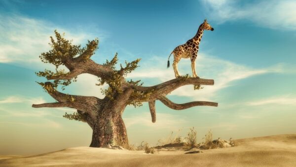Fototapeta Żyrafa na drzewie