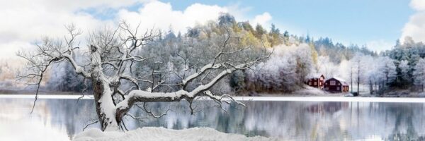 Fototapeta Drzewo Zimą