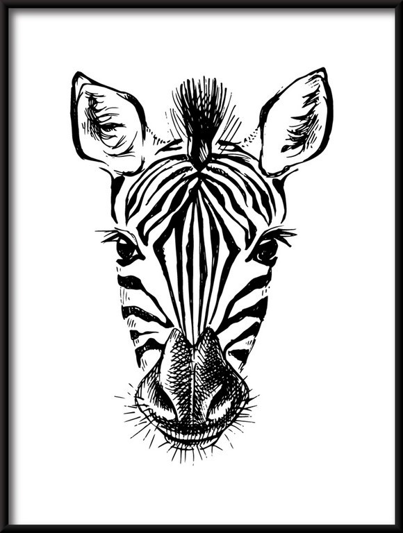 Plakat Rysowana Zebra