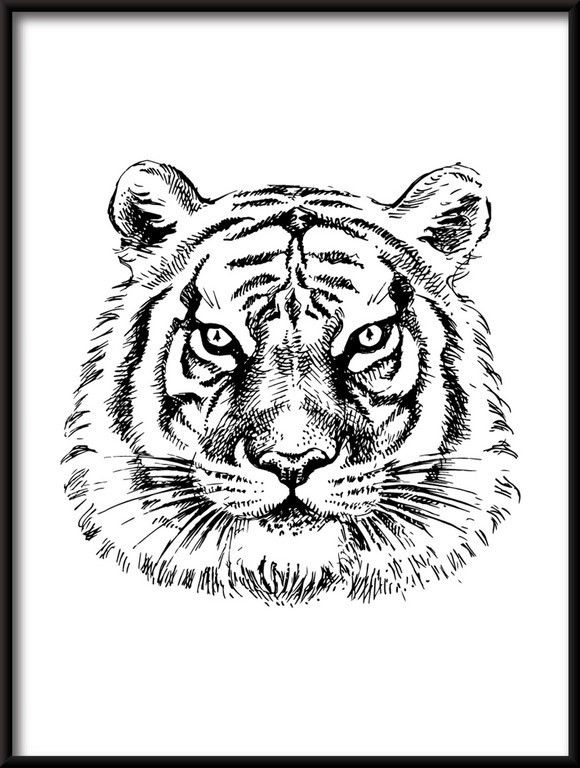 Plakat Rysowany Tygrys