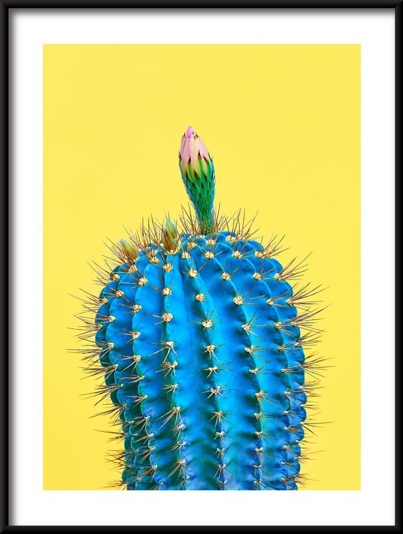 Plakat Niebieski Kaktus