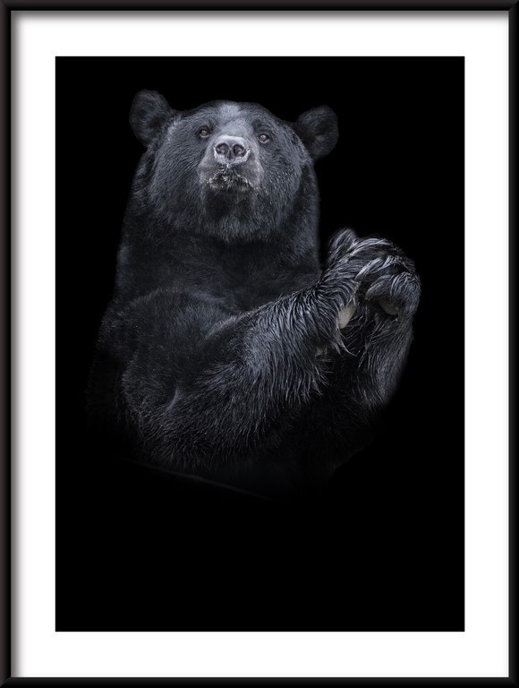 Plakat Niedźwiedzia Czarnego