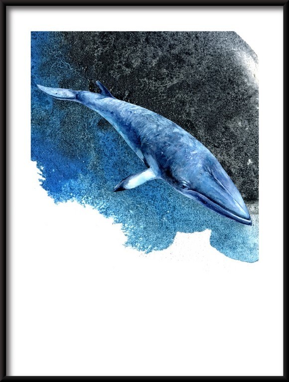 Plakat Wieloryb w Oceanie