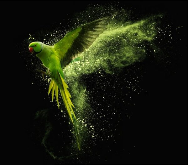 Obraz Zielony Ptak