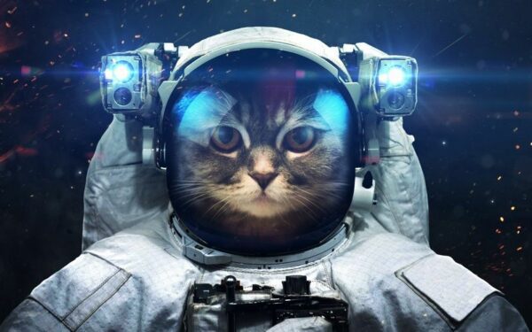 Obraz Kot Kosmonauta