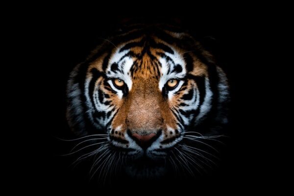 Obraz Oblicze Tygrysa