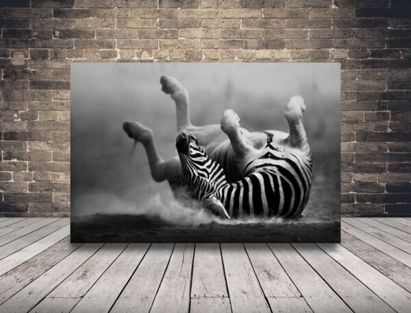 Obraz Zebra