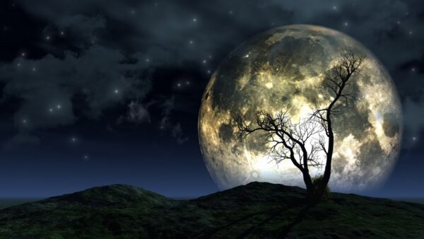 Obraz Drzewo na Tle Księżyca