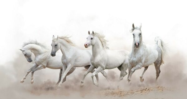Fototapeta Białe Konie
