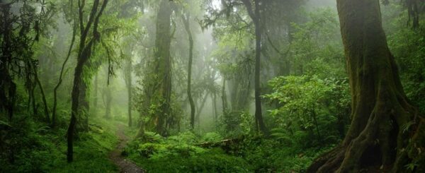 Fototapeta Dżungle Azji
