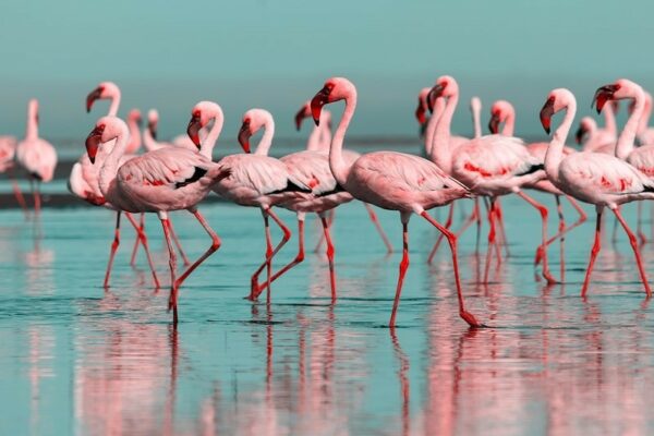 Fototapeta Flamingi w Wodzie
