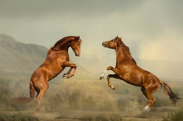 Fototapeta Dwa Młode Konie