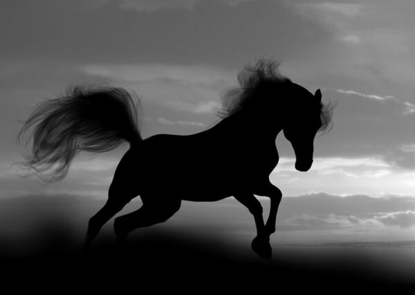 Fototapeta Pędzący Koń