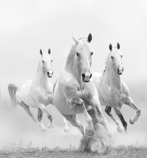 Fototapeta Konie w Galopie
