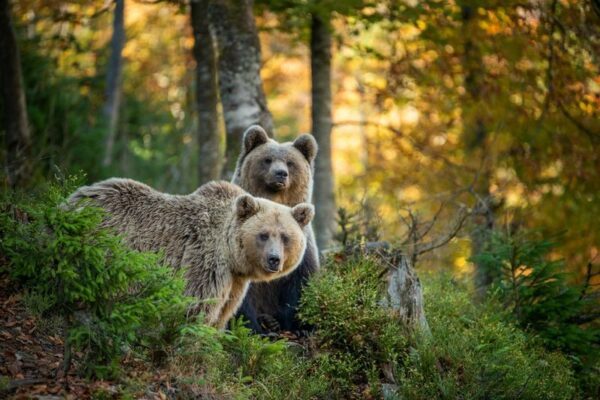 Fototapeta Małe Niedźwiedzie