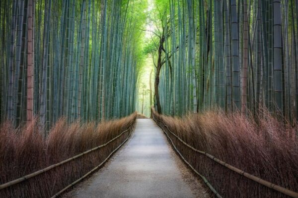 Fototapeta Las w Japonii