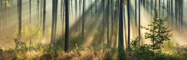 Fototapeta Leśna Panorama