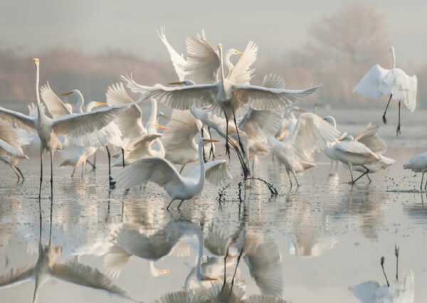 Fototapeta Taniec Łabędzi