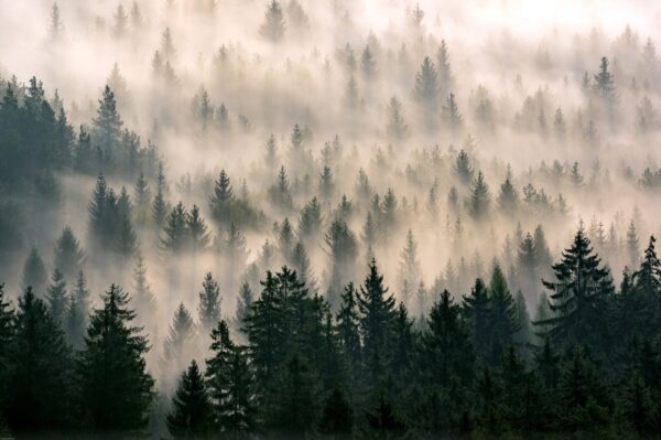 Fototapeta Mistyczna Mgła