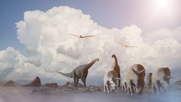 Fototapeta Spacer Dinozaurów