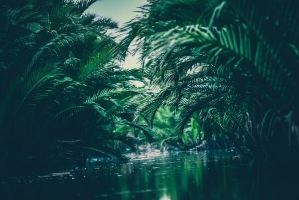 Fototapeta Dżungla