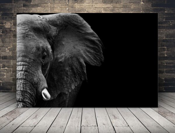Obraz Profil Słonia