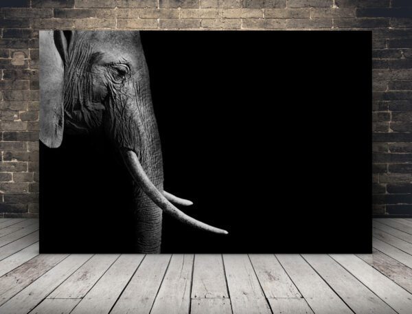 Obraz Prawy Profil Słonia