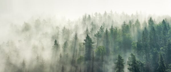 Fototapeta Pionowa Mgła