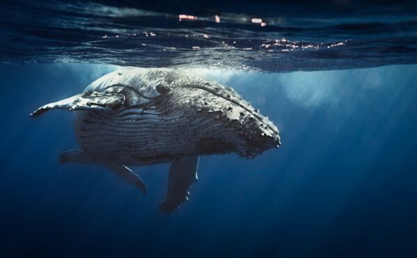 Obraz Wieloryb