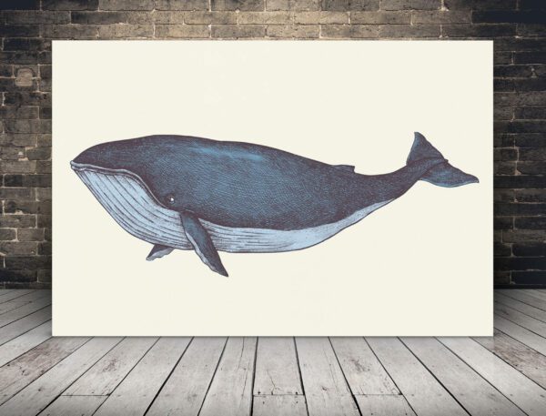 Obraz Płetwal Błękitny