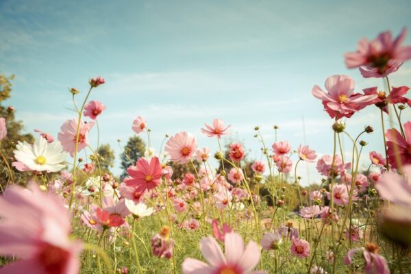 Fototapeta Kwiaty w Ogrodzie