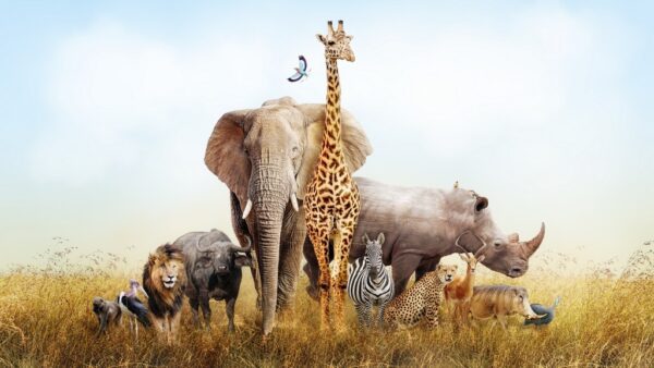 Fototapeta Zwierzęta na Safari