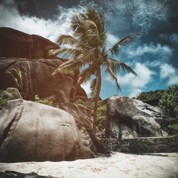 Fototapeta Tropikalna Plaża z Palmą