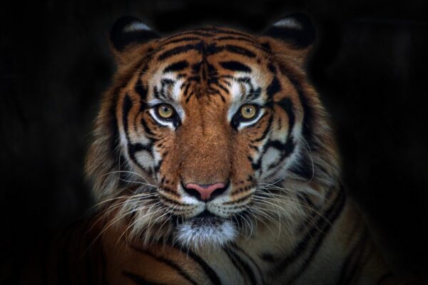 Fototapeta Zły Tygrys