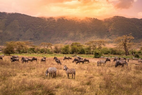 Fototapeta Krater Ngorongoro
