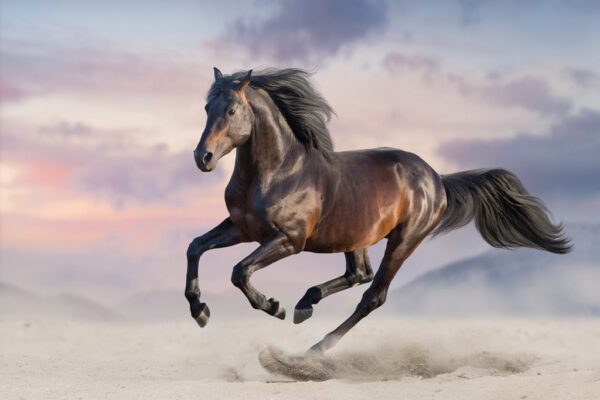 Fototapeta Koń Galopujący po Pustyni