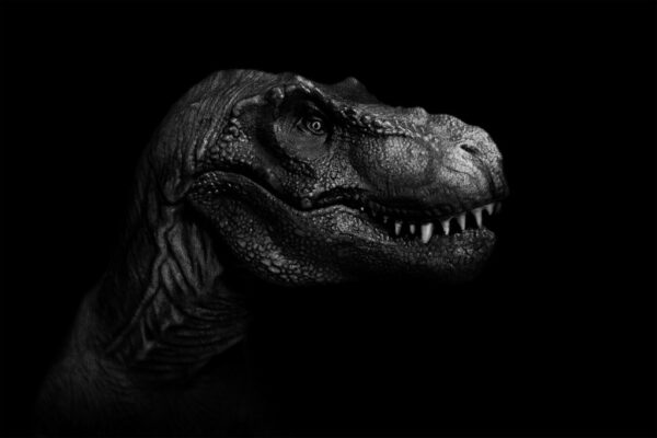 Fototapeta Portret Tyranozaura Rexa