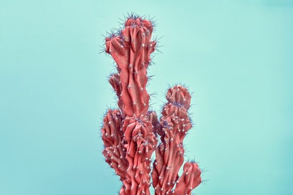 Obraz Czerwony Kaktus