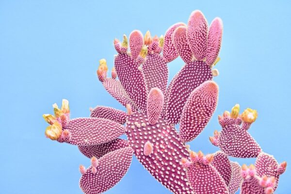 Obraz Różowy Kaktus