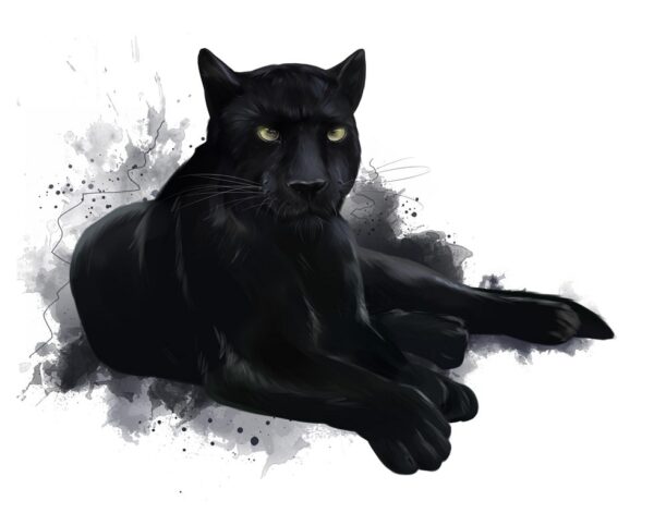 Obraz Czarna Puma