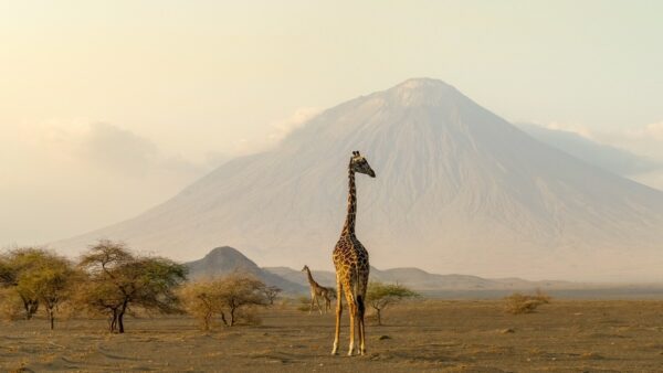 Fototapeta Żyrafa na Tle Góry