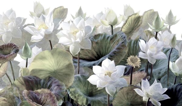 Fototapeta Kwiat Lotosu