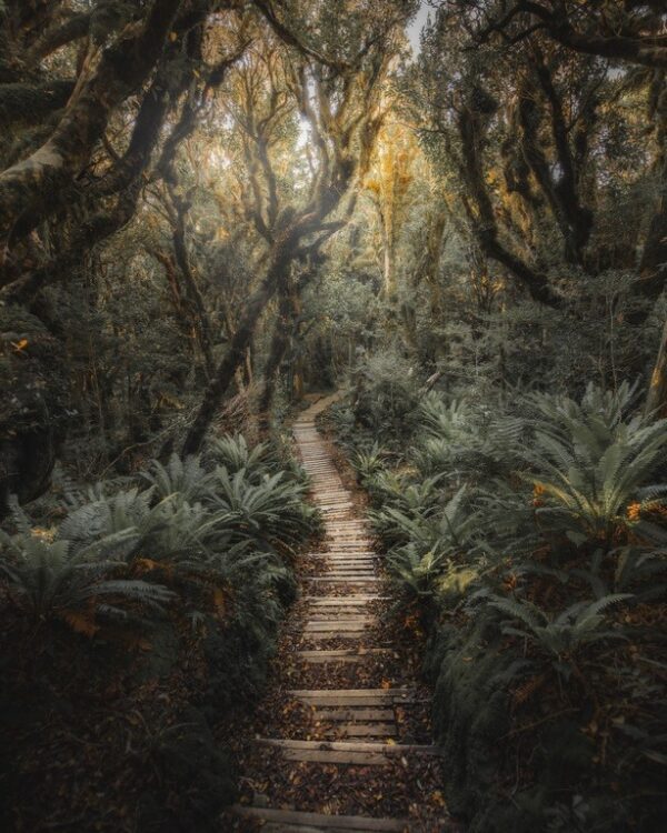 Fototapeta Dżungla w Nowej Zelandii