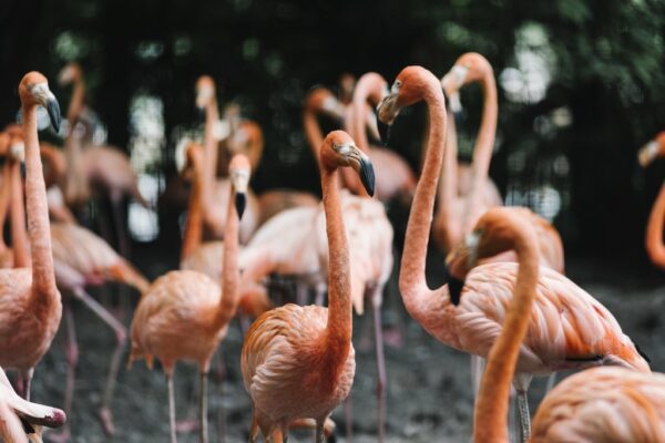 Fototapeta Stado Flamingów