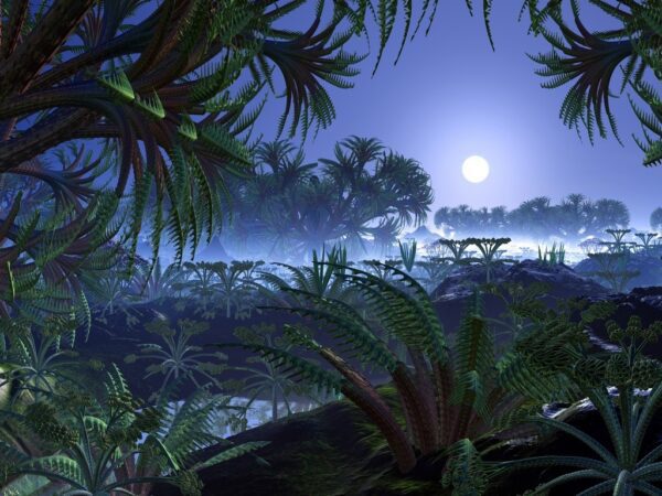 Fototapeta Dżungla Nocą