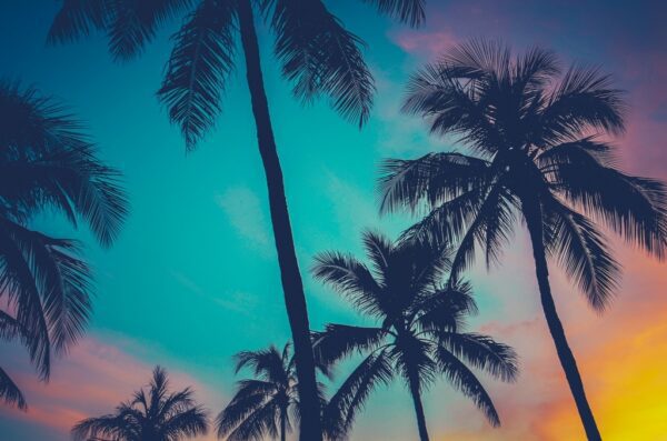 Fototapeta Hawajskie Palmy