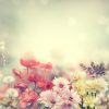 Fototapeta Deszcz Kwiatów