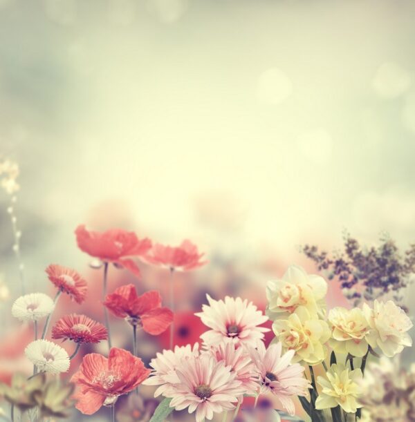 Fototapeta Wiosenne Kwiaty